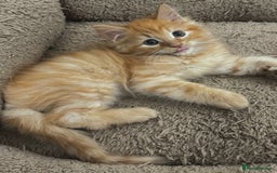 Mixed Breed cats for sale: GORGEOUS SIBERIAN X KITTENS  - Image 19
