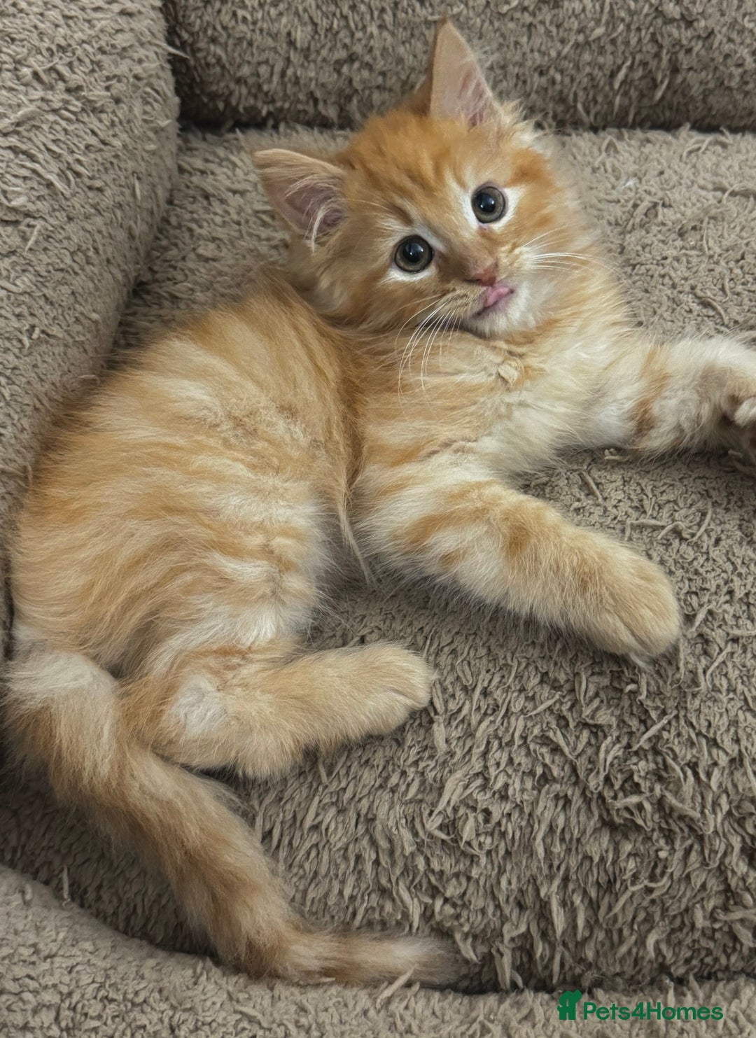 Mixed Breed cats for sale: GORGEOUS SIBERIAN X KITTENS  - Image 19