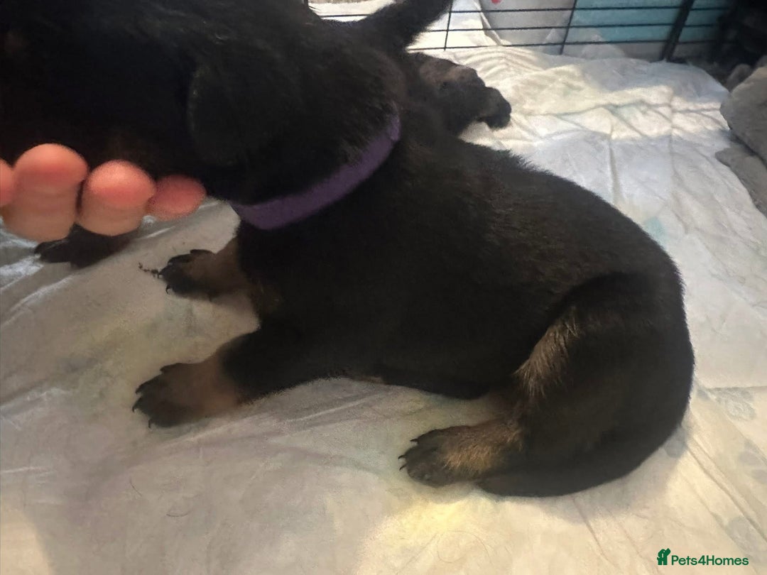Mixed Breed dogs for sale: 8 beautiful pups, looking for forever home🐾 - Image 13