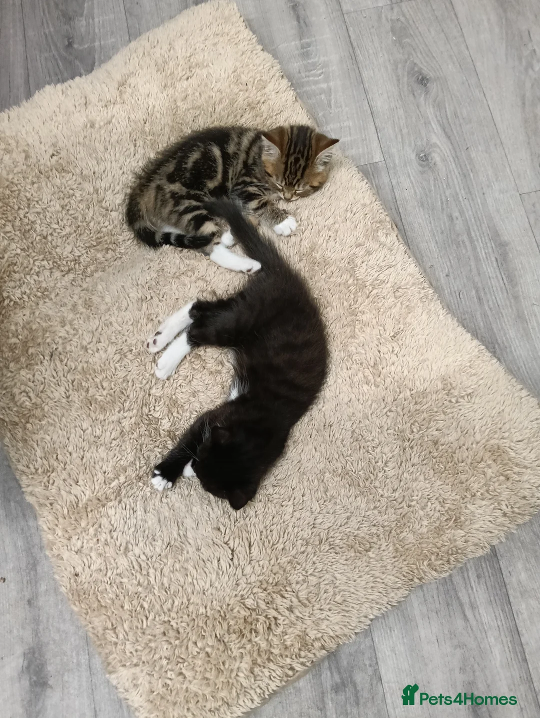 Mixed Breed cats for sale: 2 Beautiful Female Kittens-10 Weeks Old - Advert 2