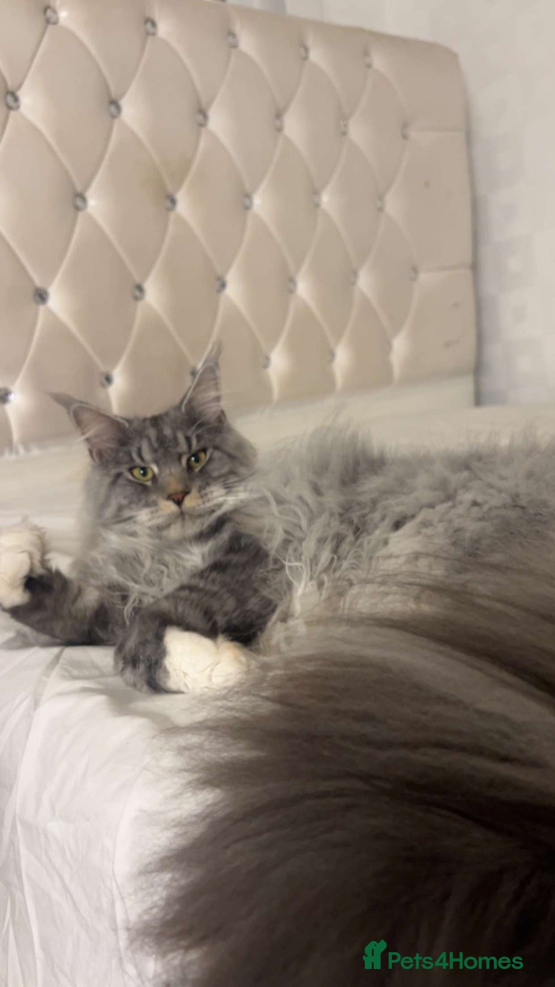 Maine Coon cats 4 month mainecoon kitten - Advert 2