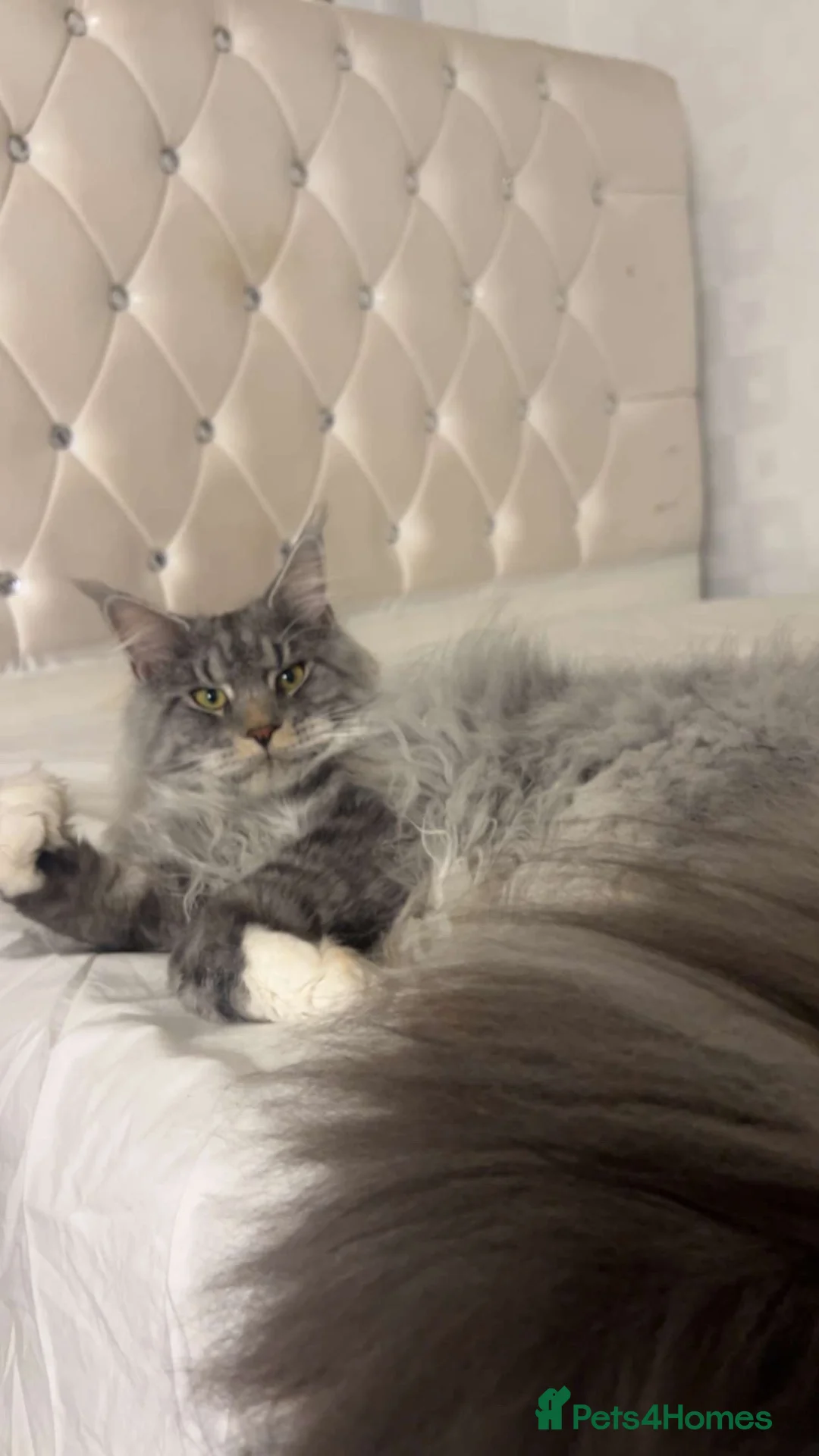 Maine Coon cats for sale: 4 month mainecoon kitten - Advert 1