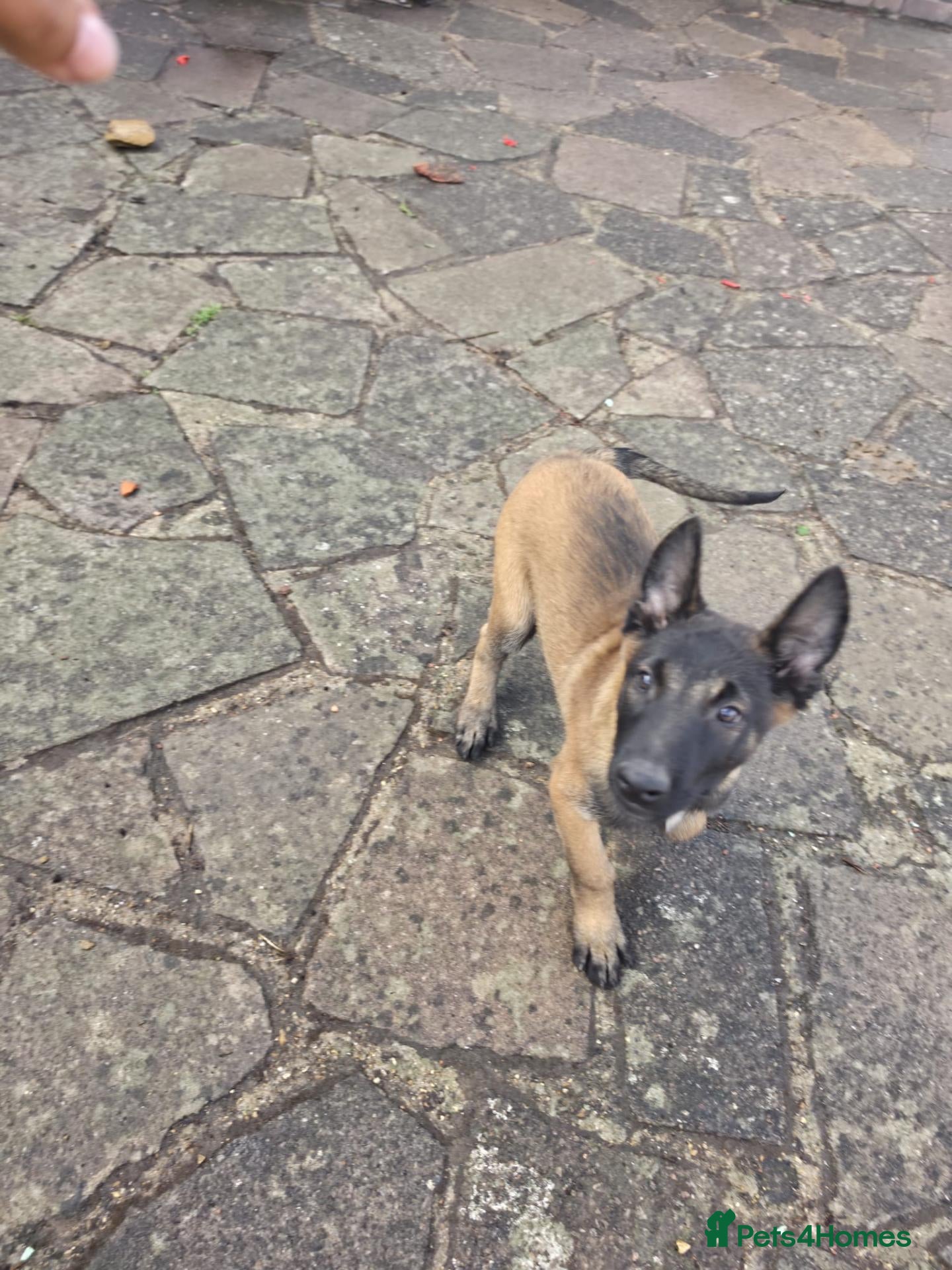 Belgian Shepherd Dog dogs Belgian malinois puppies - Advert 8