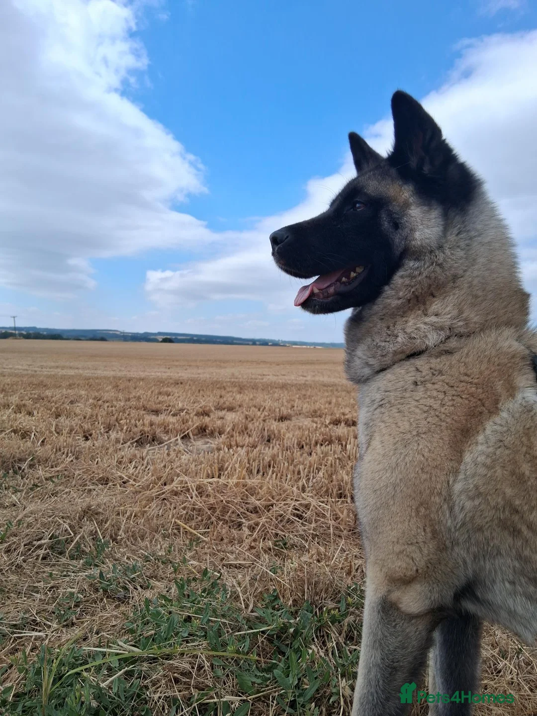 Mixed Breed dogs for sale: 2/3 year old mix breed female  - Advert 1
