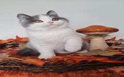 British Shorthair cats for sale: CHAMPION SIRED GCCF REG BLUE BI BSH MALE KITTEN - Image 1