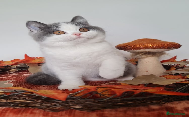 British Shorthair cats - Advert 4