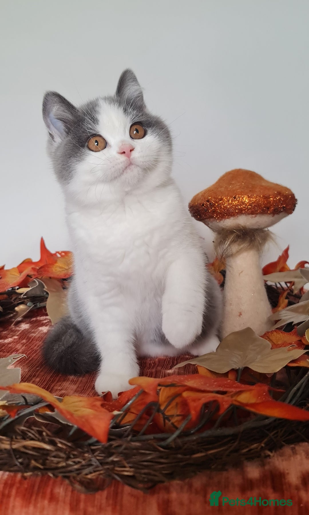 British Shorthair cats for sale: CHAMPION SIRED GCCF REG BLUE BI BSH MALE KITTEN - Image 1