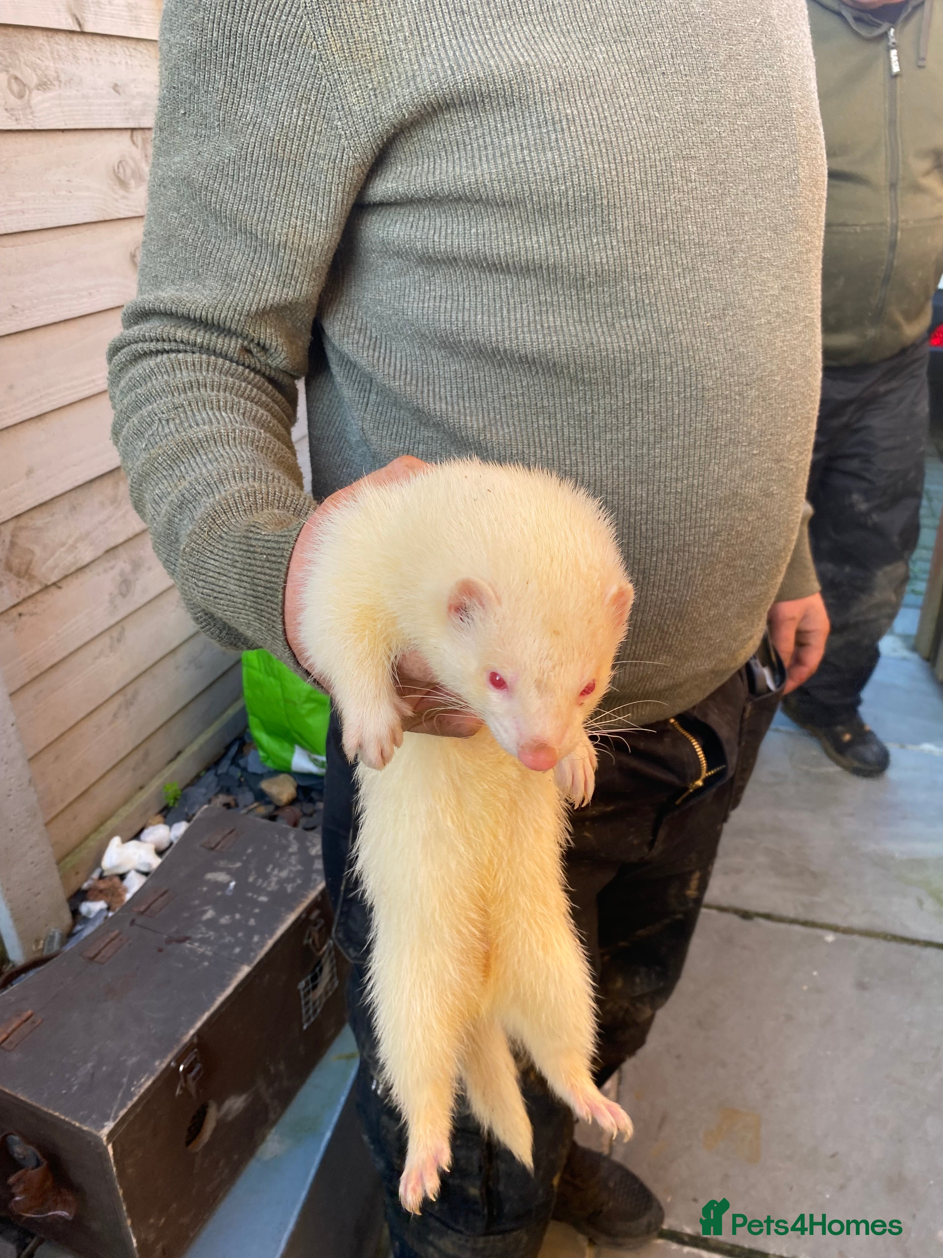 Ferret rodents Ferret for sale - Advert 1