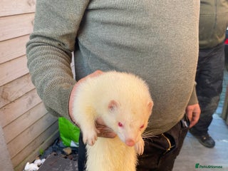 Ferret rodents Ferret for sale - Advert 6