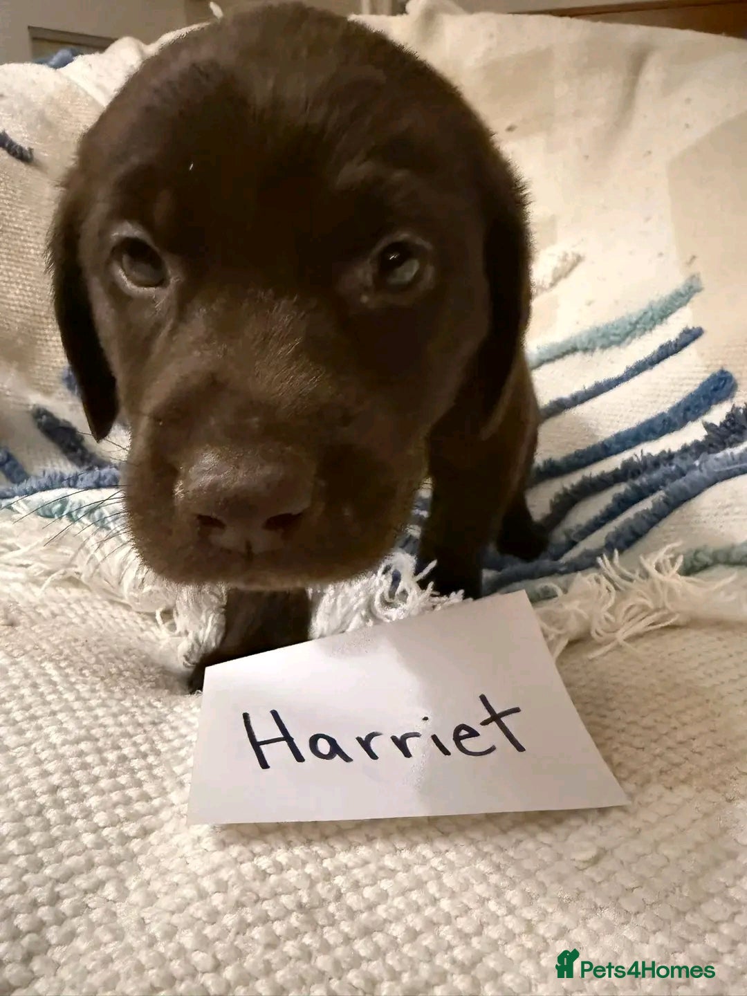 Labrador Retriever dogs for sale: Pure breed Labrador Retrievers puppies  - Image 6