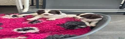 English Springer Spaniel dogs for sale: KC health tested springer puppies  - Advert 1