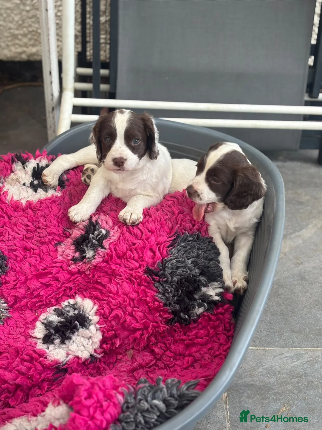 English Springer Spaniel dogs for sale: KC health tested springer puppies  - Advert 1