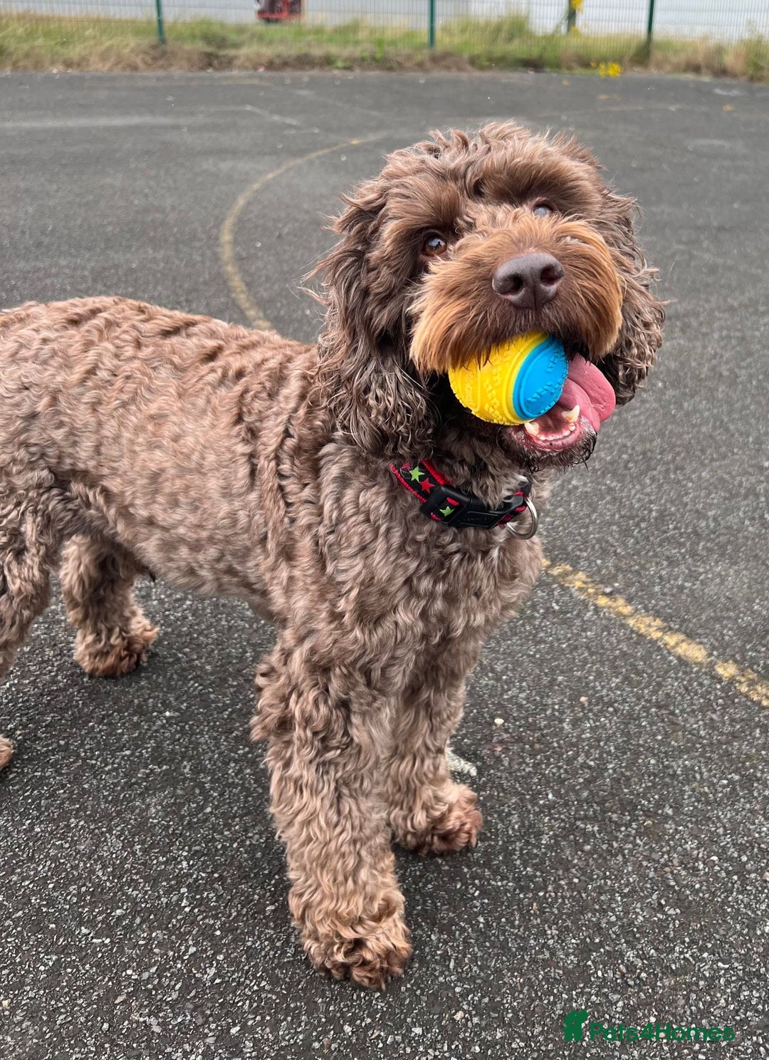 Cockapoo dogs for sale: Much Loved Cockapoo Barney - Advert 9