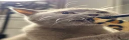 British Shorthair cats for sale: ❤️Cuddly Rare Pure Bsh Lilac looking 4 loving Home - Advert 9
