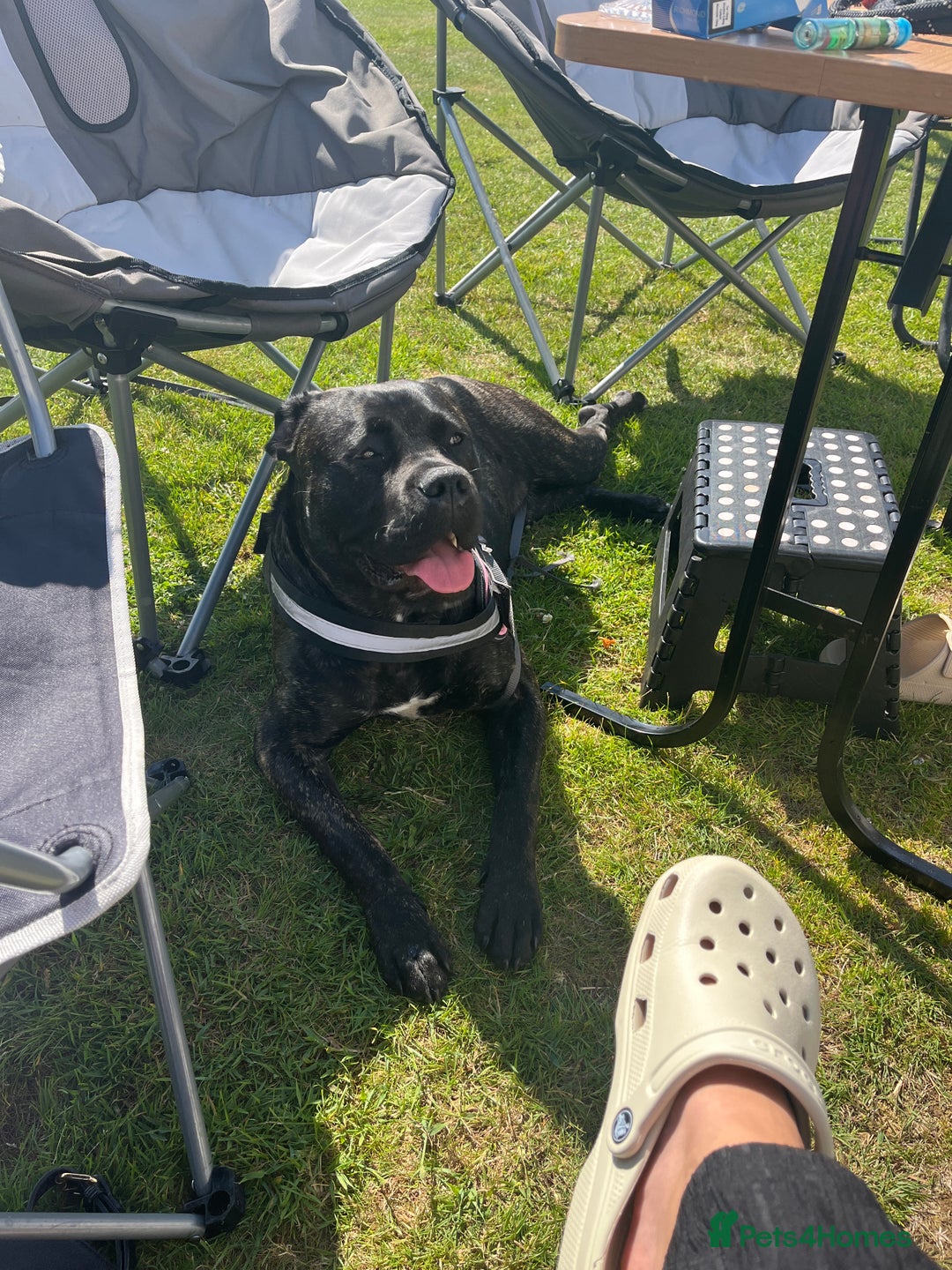 Cane Corso dogs for sale: 12 month cane corso - Image 3