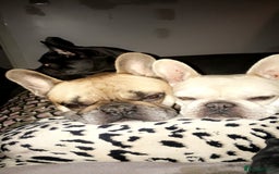 French Bulldog dogs for sale: Two beautiful girls still available  - Image 7