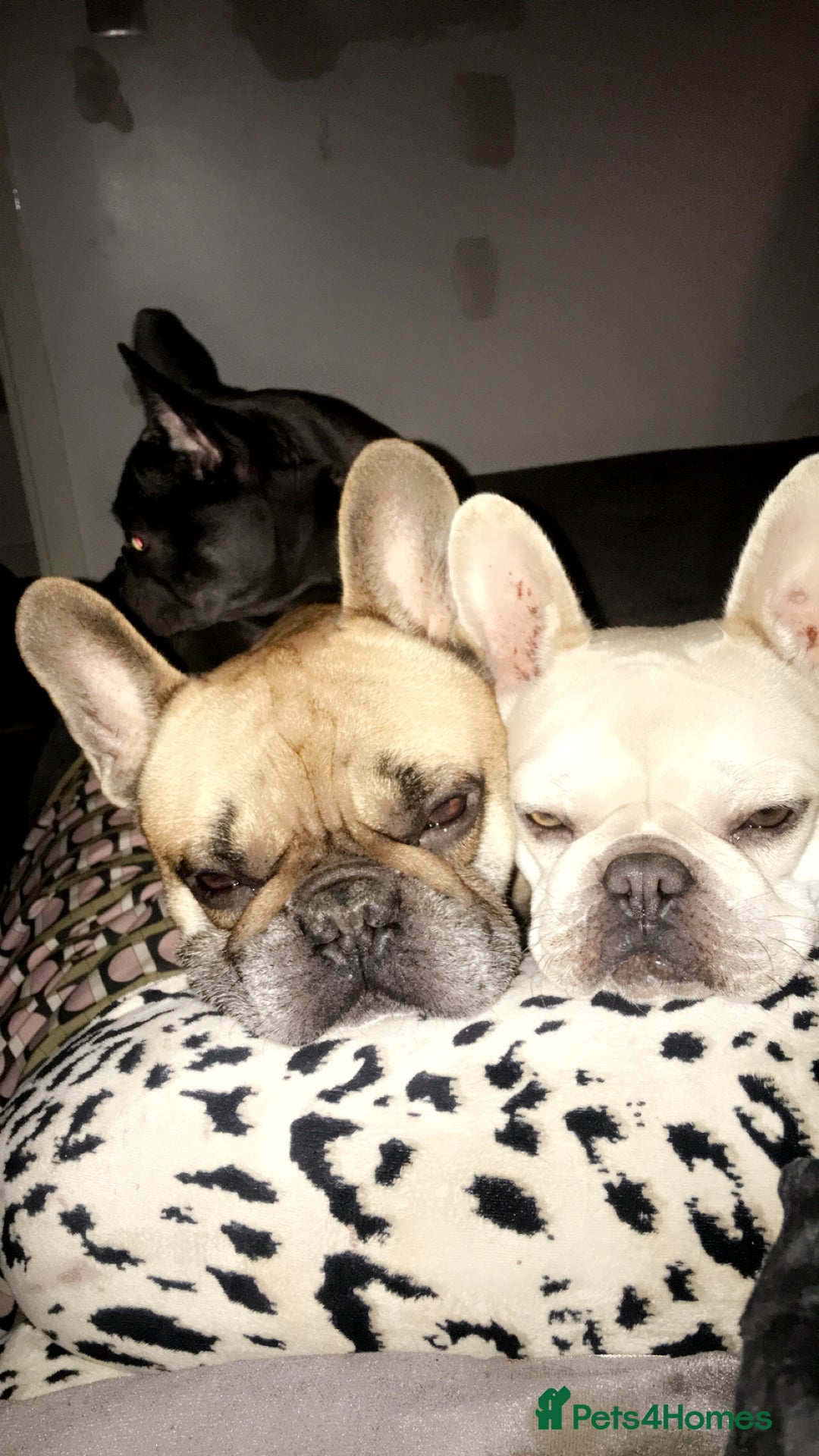 French Bulldog dogs for sale: Two beautiful girls still available  - Image 7