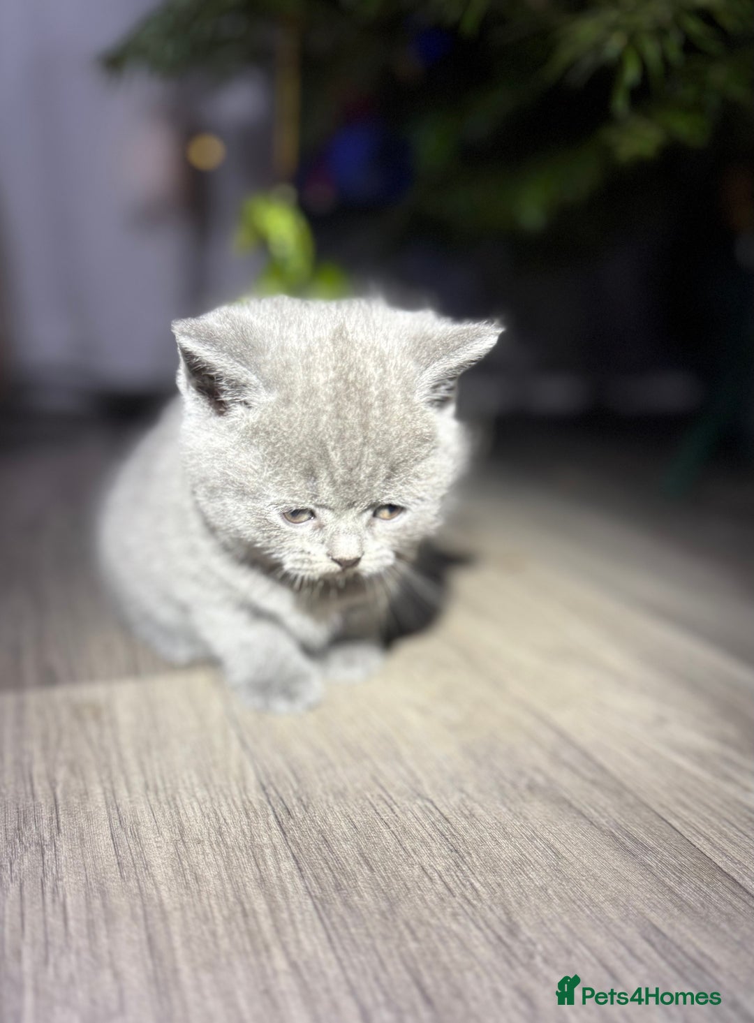 British Shorthair cats for sale: Beautiful British Shorthair Blue Kittens Available - Advert 16