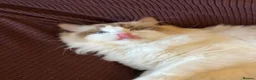 Ragdoll cats for sale: Beautiful Male Ragdoll - Advert 6