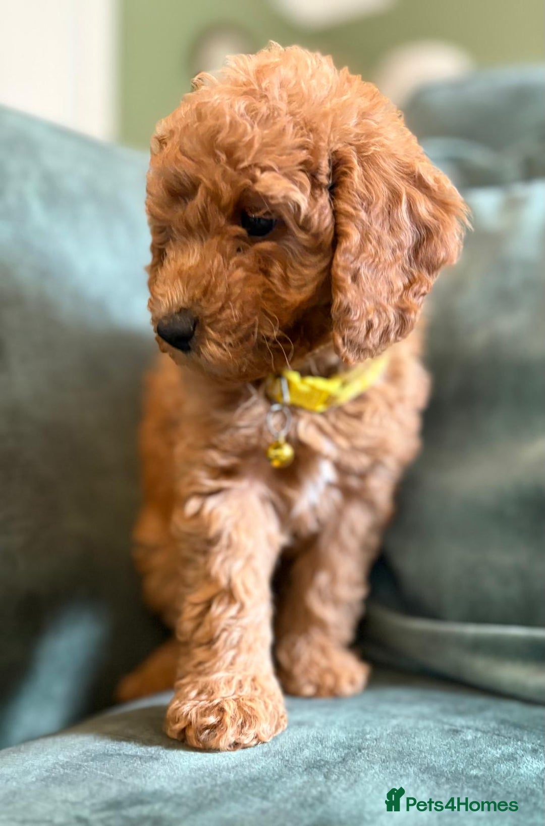 Cockapoo dogs for sale: Beautiful family of cockerpoos - Image 14