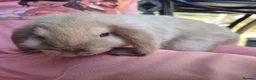 Mini Lop rabbits for sale: Gorgeous mini lop kits ready for new homes - Advert 6