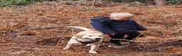 Labrador Retriever dogs for sale: Meet our beautiful girl Precious in Edinburgh - Advert 2