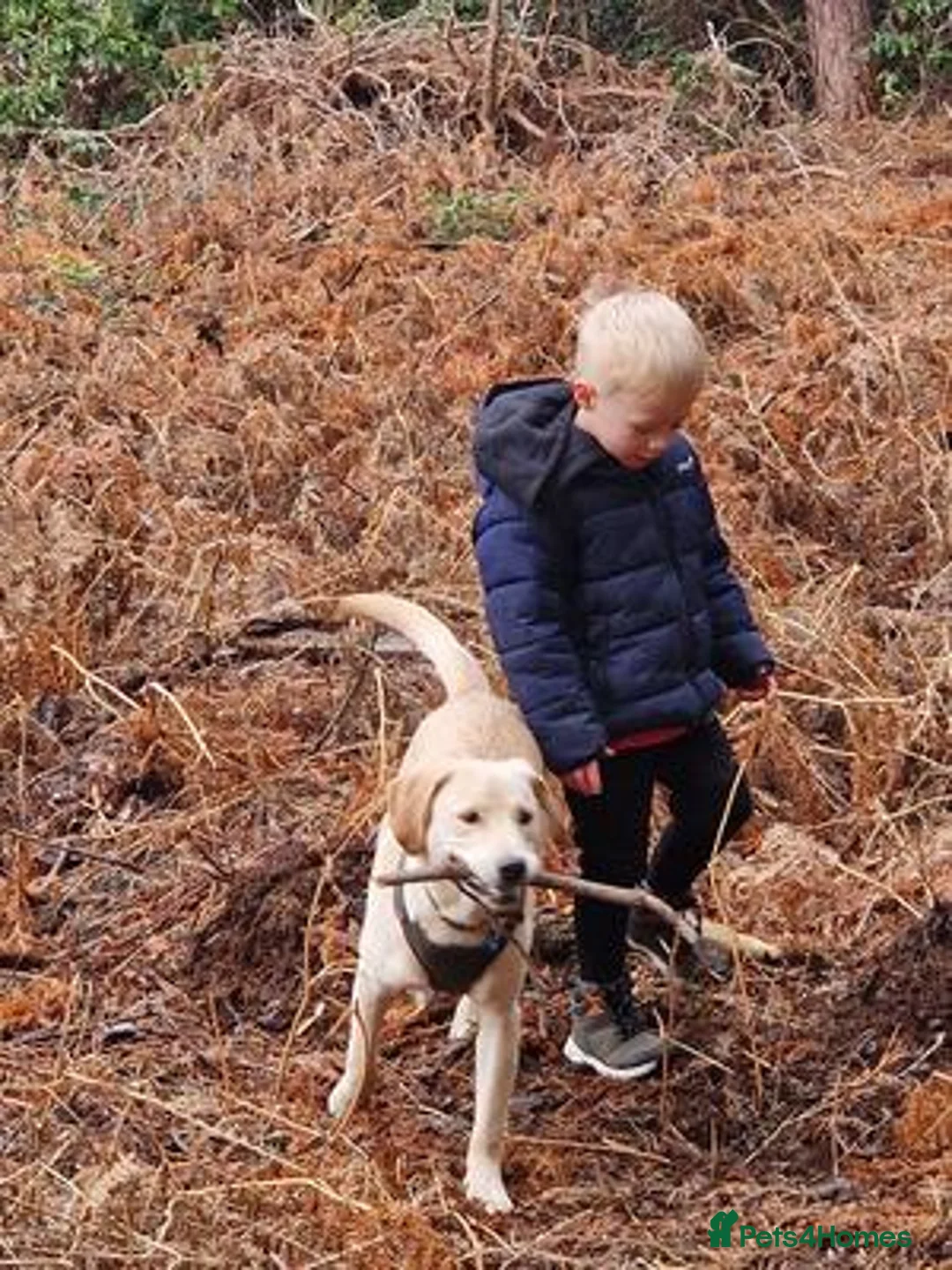 Labrador Retriever dogs for sale: Meet our beautiful girl Precious in Edinburgh - Advert 2