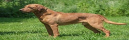 Labrador Retriever dogs for stud: PROVEN KC FOX RED LABRADOR in Thetford - Advert 1