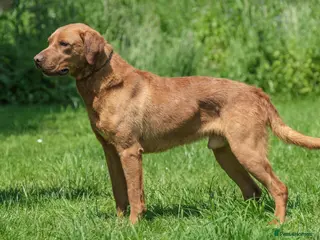 Labrador Retriever dogs PROVEN KC FOX RED LABRADOR in Thetford - Advert 15
