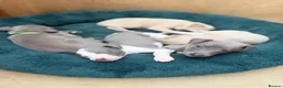 Whippet dogs for sale: Gorgeous Whippets Ready for forever Home - Advert 28