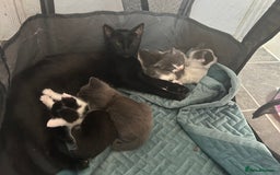 Mixed Breed cats for sale: Beautiful kittens avalible  - Image 3
