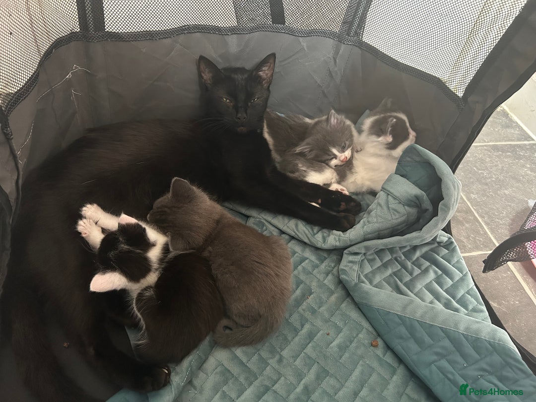 Mixed Breed cats for sale: Beautiful kittens avalible  - Image 3