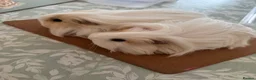 Guinea Pig rodents for sale: 2 bonded female Sheltie guinea pigs cream & white  - Advert 8