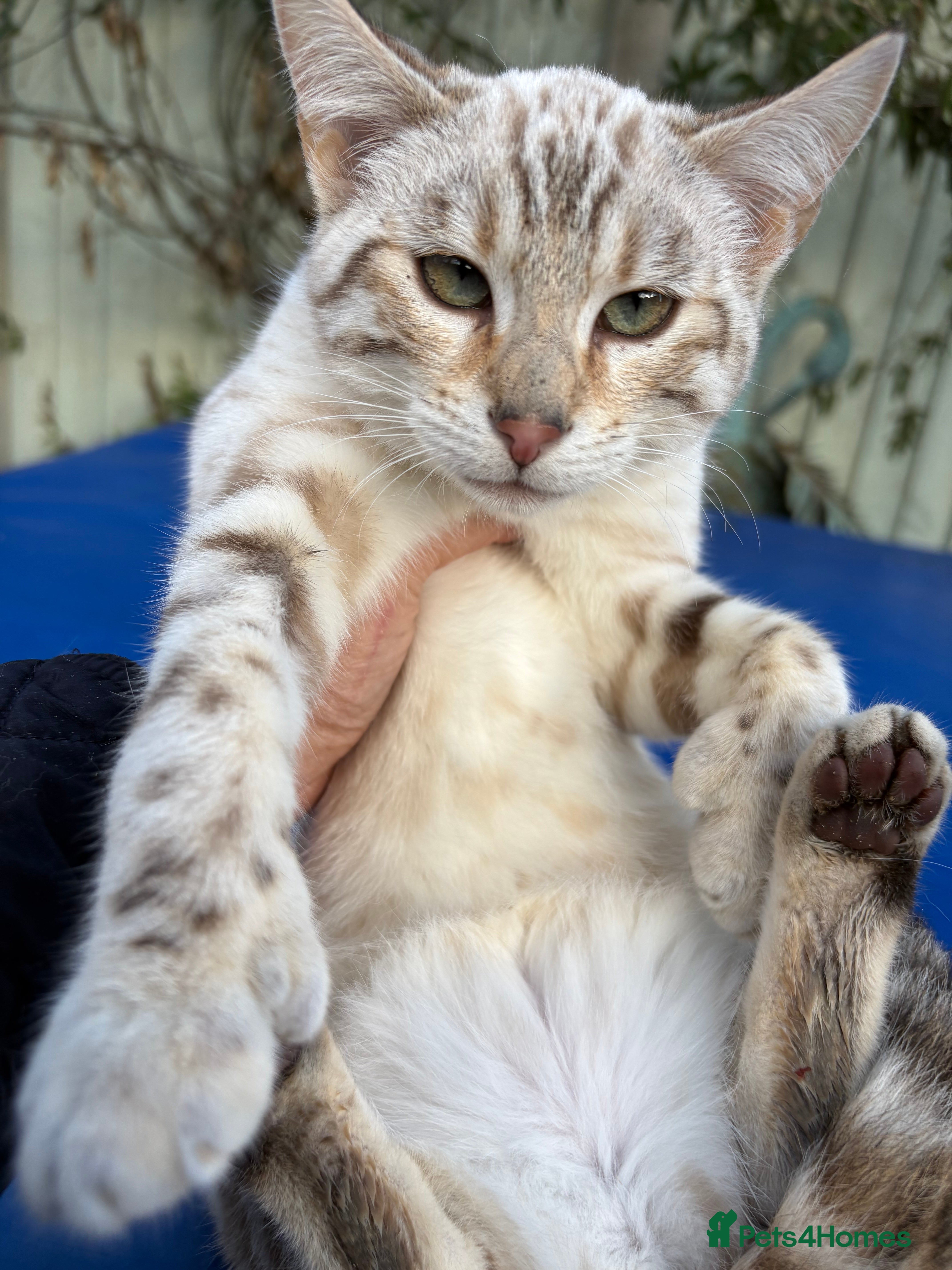 Keetso cats Superb polydactyl rosetted girl  - Advert 13