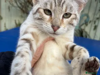 Keetso cats Superb polydactyl rosetted girl - Advert 1