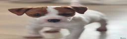 Jack Russell dogs for sale: Smooth coated jack russels  in Nottingham - Advert 2