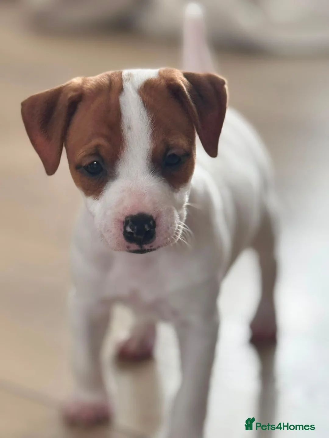 Jack Russell dogs for sale: Smooth coated jack russels  in Nottingham - Advert 2