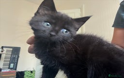 British Shorthair cats for sale: 3 KITTENS READY TO GO !  - Image 5