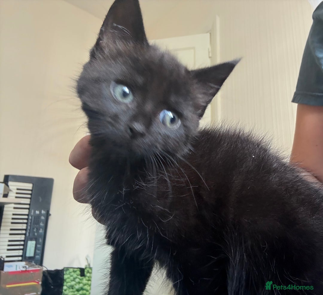 British Shorthair cats for sale: 3 KITTENS READY TO GO !  - Image 5