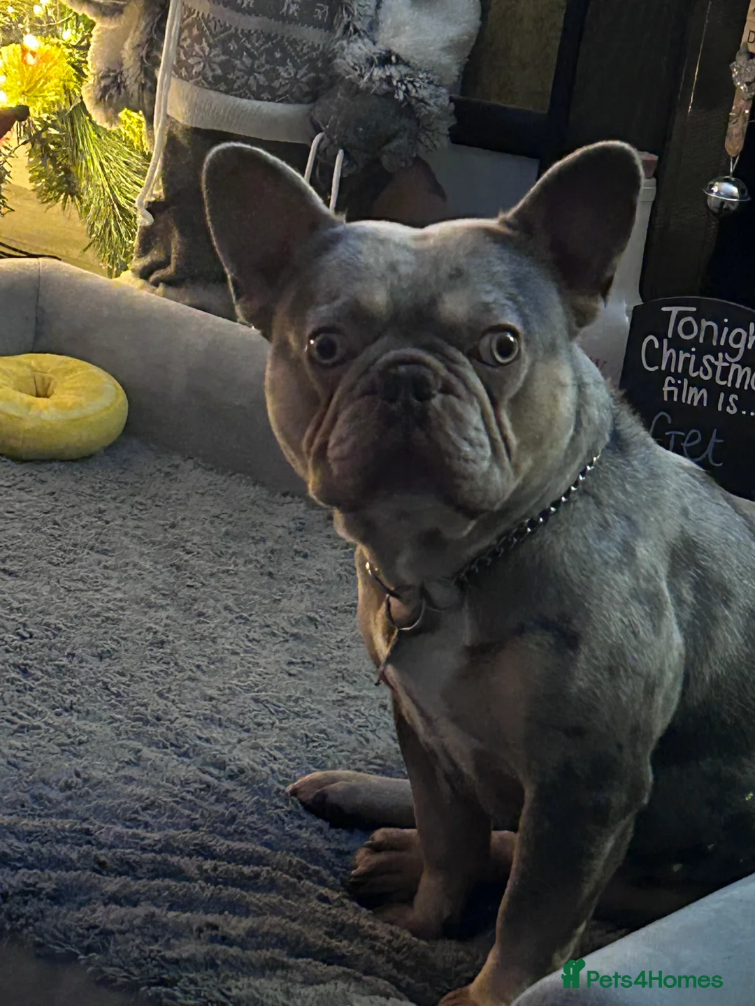French Bulldog dogs for sale: Beautiful French bulldog pups ready to leave now - Advert 11