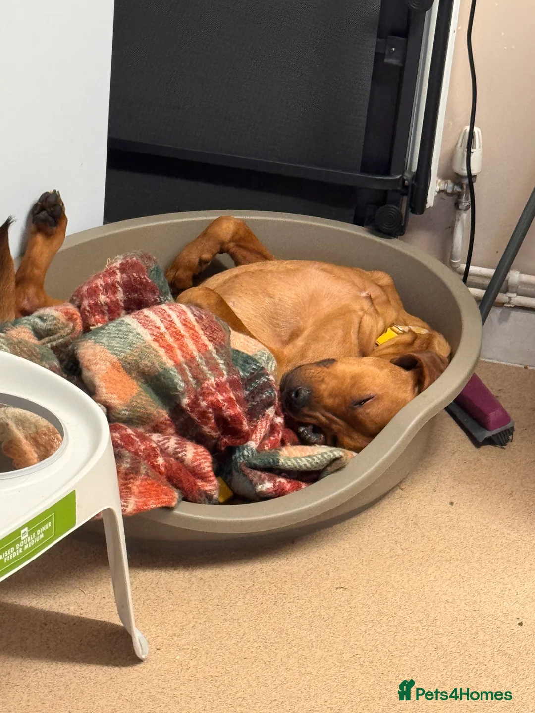 Mixed Breed dogs for sale: Bullmastiff x Rottweiler - Advert 4