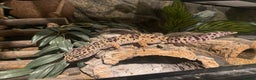 Leopard Gecko reptiles for sale: Leopard Gecko with full set up - Advert 3