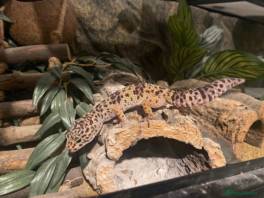 Leopard Gecko reptiles for sale: Leopard Gecko with full set up - Advert 3