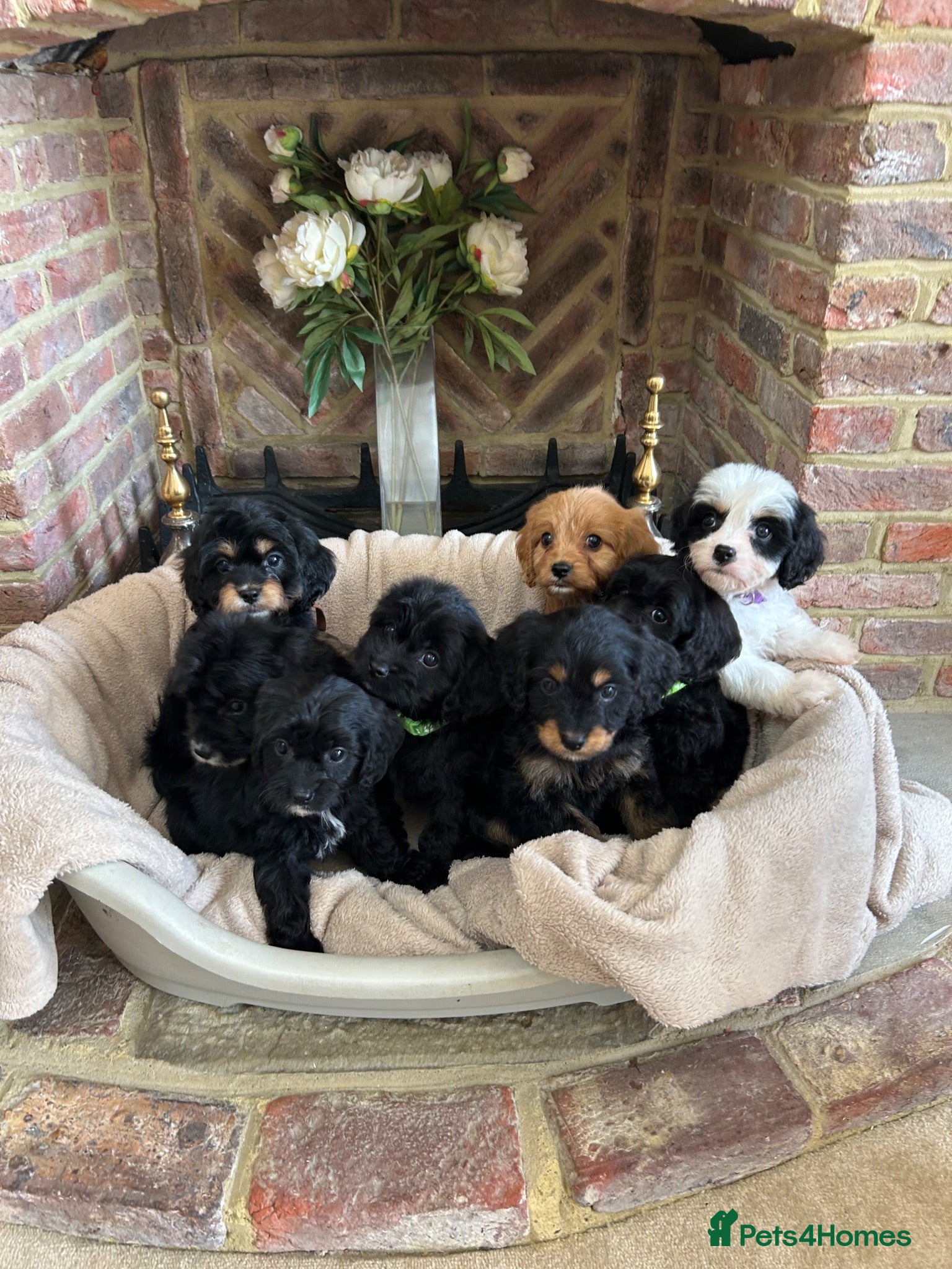 Cavapoo dogs Adorable Cavapoo puppies  - Advert 2