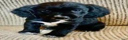 Cocker Spaniel dogs for sale: Cheeky cocker spaniel pups for sale in Blaenau Ffestiniog - Advert 4