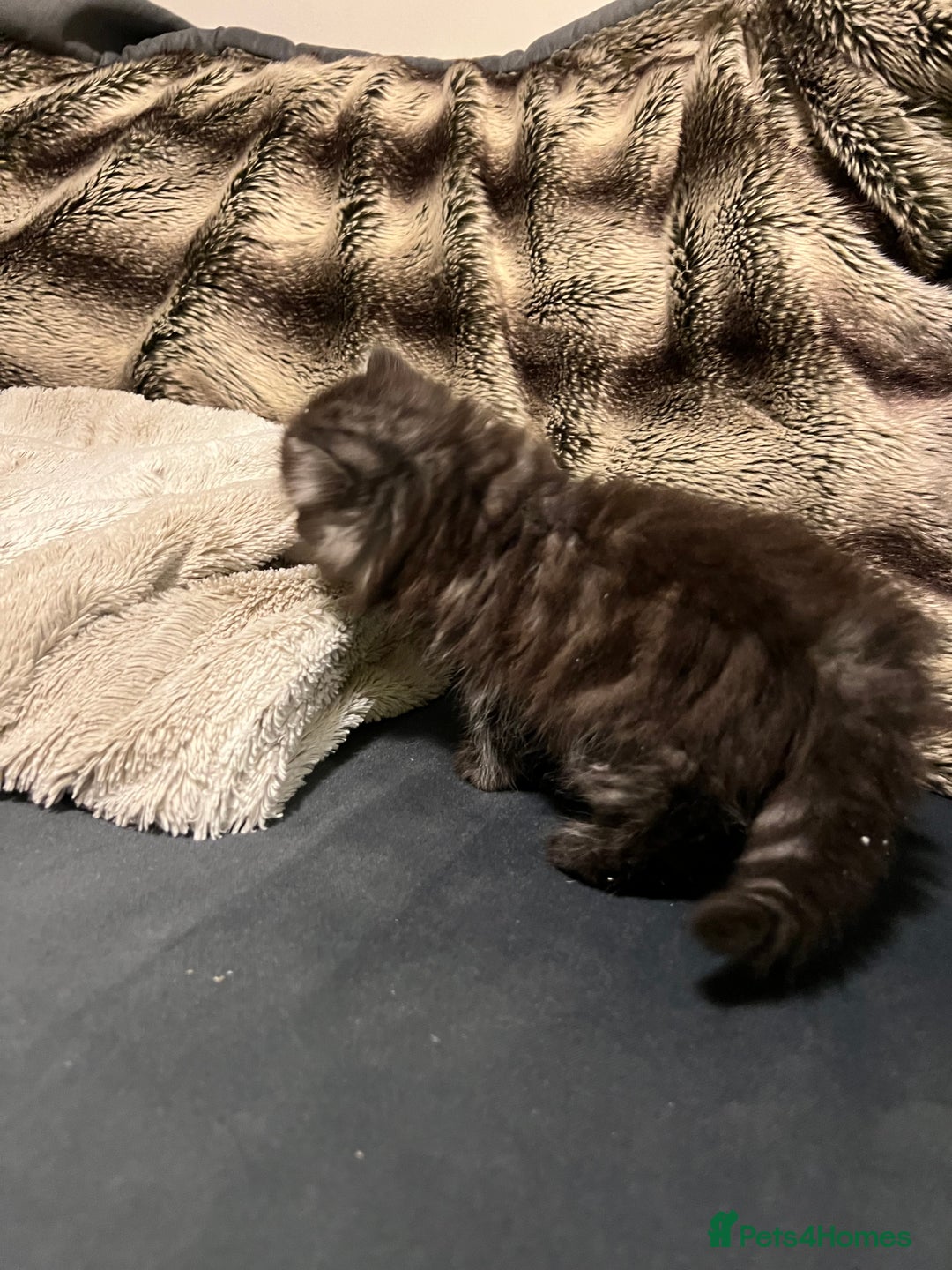 Persian cats for sale: Beautiful Persian Boy - Advert 4
