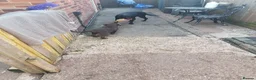 Labrador Retriever dogs for sale: Adorable KC Reg Labrador puppies  - Advert 2