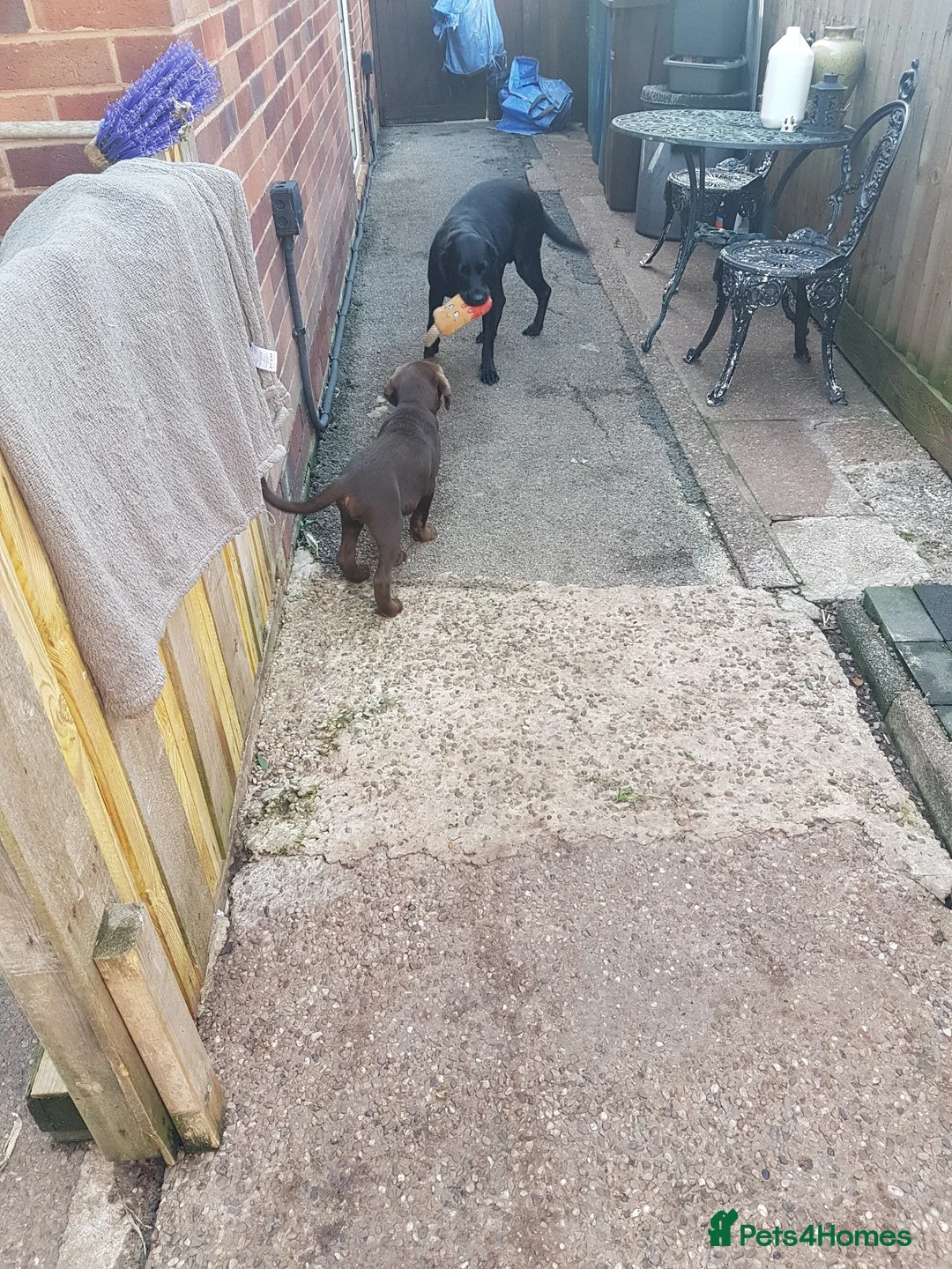 Labrador Retriever dogs for sale: Adorable KC Reg Labrador puppies  - Advert 2