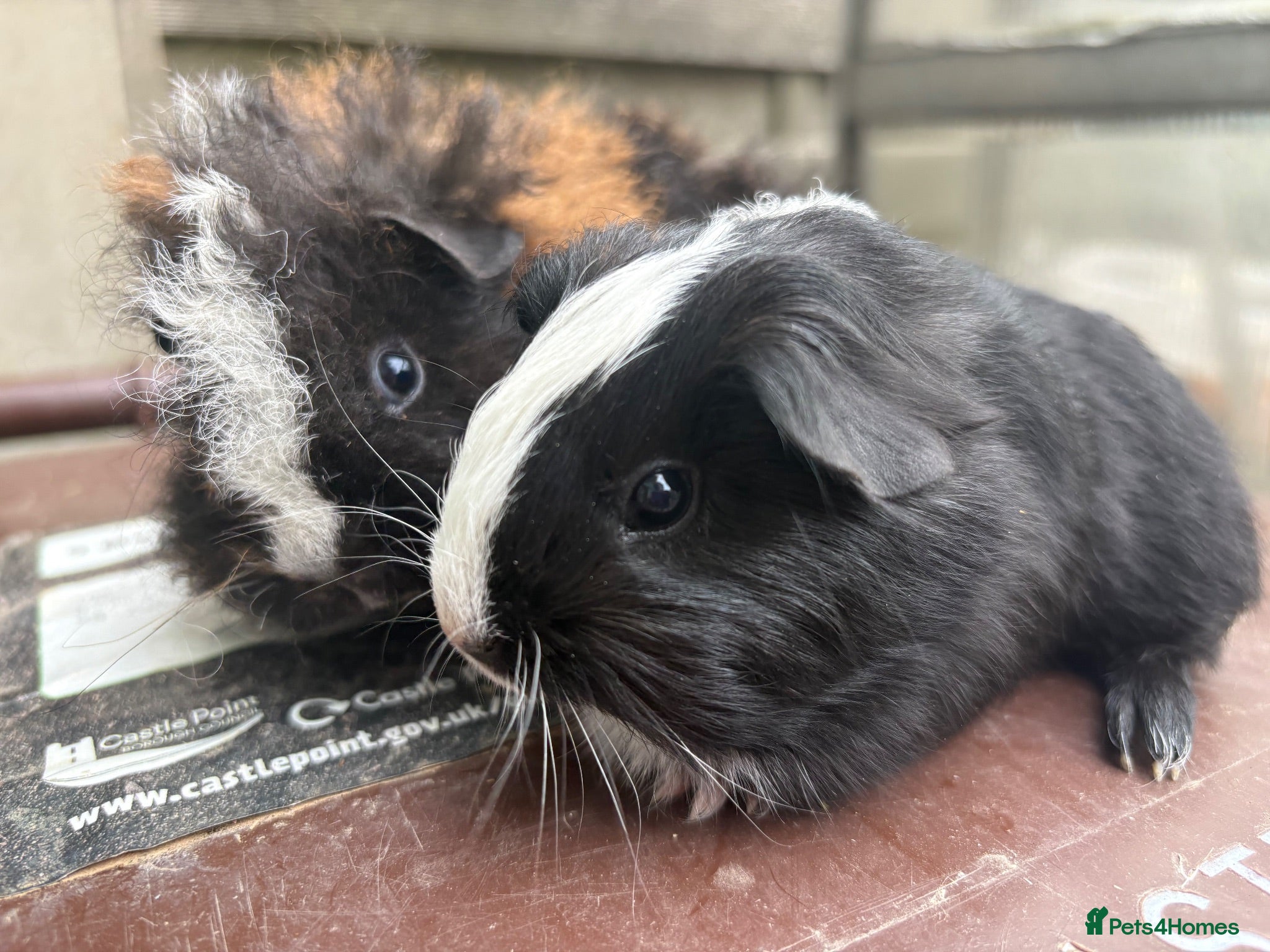 Guinea Pig rodents Beautiful litter of Sheltie pigges  - Advert 2