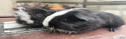Guinea Pig rodents for sale: Last pair available and ready to leave today!  - Advert 2